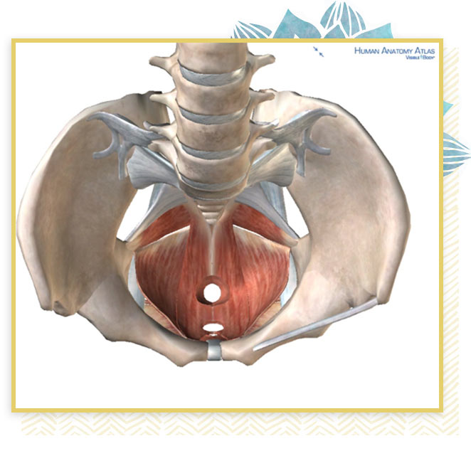 Physical Therapy for Pelvic Floor Dysfunction Treatment